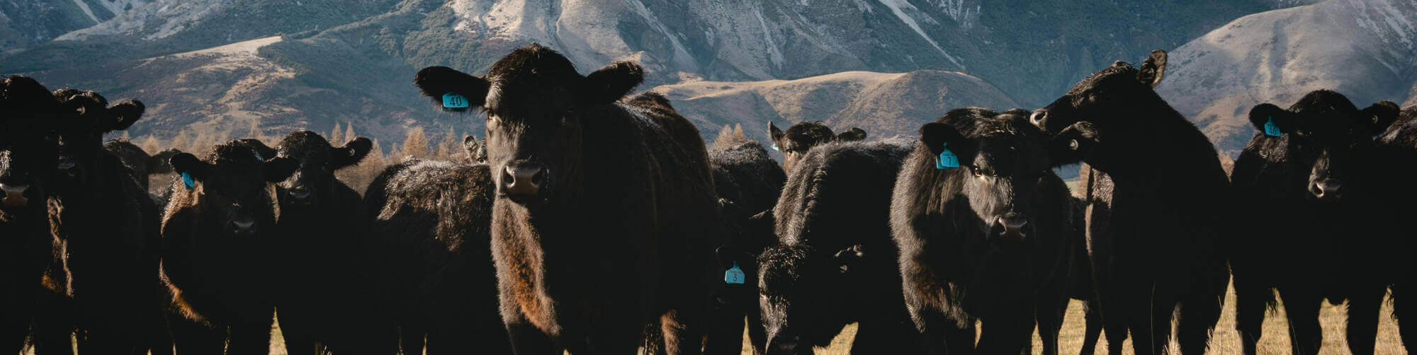 Black Cows Looking At The Camera With Amazing View Of Southern Alps, New Zealand